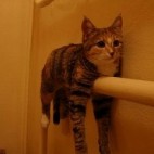 ふんころが師